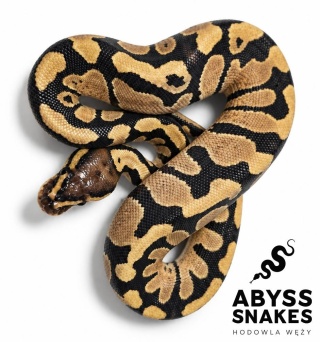 0.1 Fire het Clown 50% het Desert Ghost