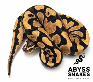 0.1 Fire het Clown 50% het Desert Ghost