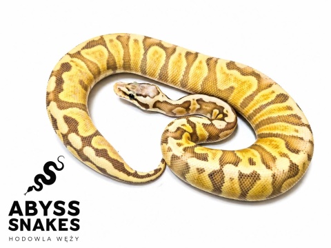 0.1 Pastel Ghi Banana
