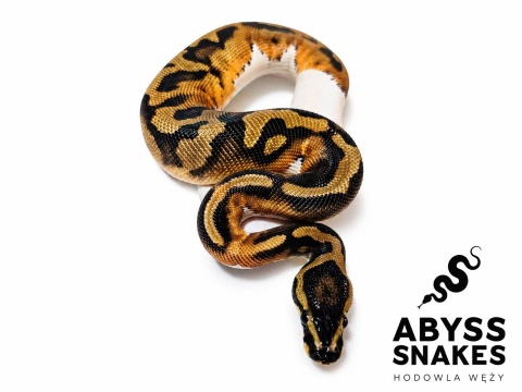 0.1 Piebald
