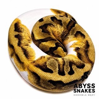 0.1 Enchi Piebald