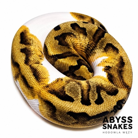 0.1 Piebald