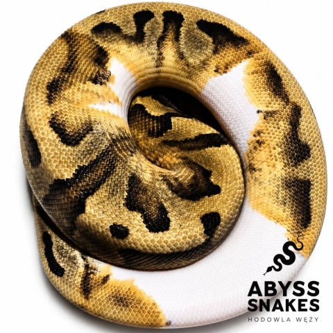 0.1 Piebald