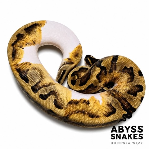 0.1 Piebald