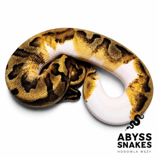 0.1 Piebald