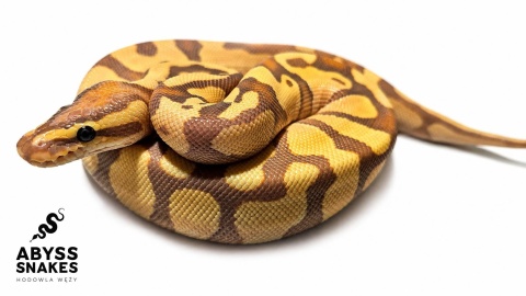 1.0 Banana Enchi