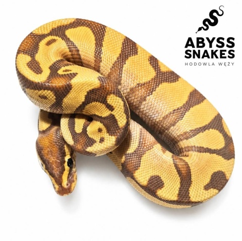 1.0 Banana Enchi