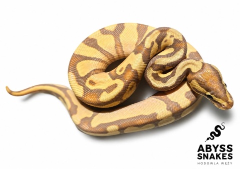 1.0 Banana Enchi