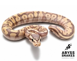 1.0 Banana Pastel