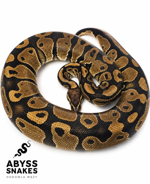 1.0 Classic het Desert Ghost het Piebald