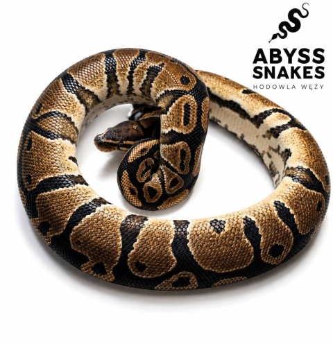 1.0 Classic het Desert Ghost het Piebald