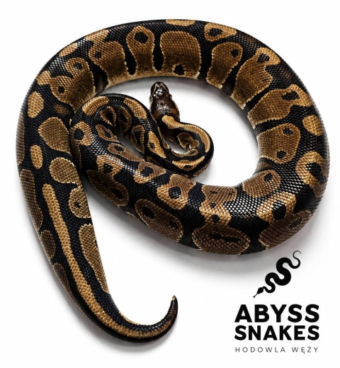 1.0 Classic het Desert Ghost het Piebald