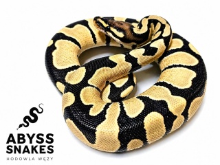 0.1 Enchi Desert Ghost
