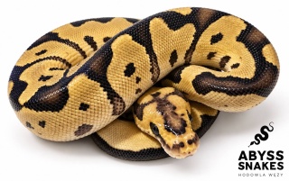 1.0 Motley Clown 50% het Desert Ghost