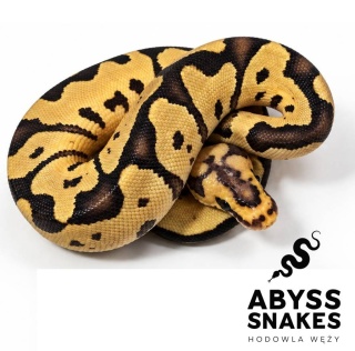 1.0 Motley Clown 50% het Desert Ghost