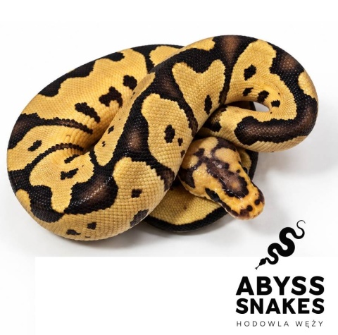 1.0 Motley Clown 50% het Desert Ghost
