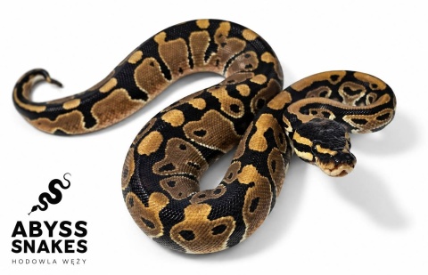 0.1 Classic 50% het Hypo, 50% het Piebald