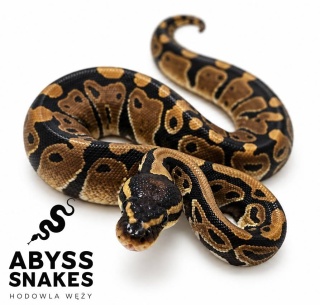 0.1 Classic 50% het Hypo, 50% het Piebald