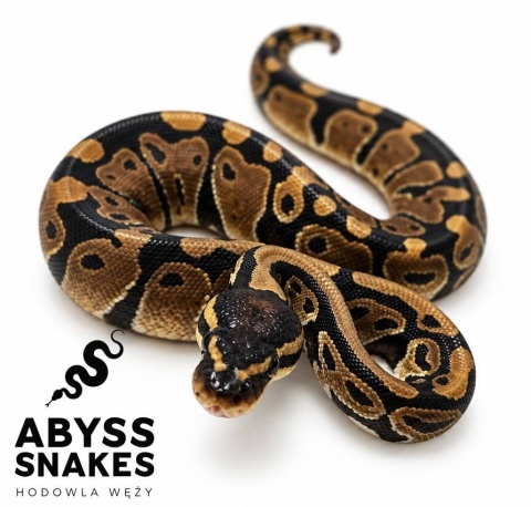 0.1 Classic 50% het Hypo, 50% het Piebald