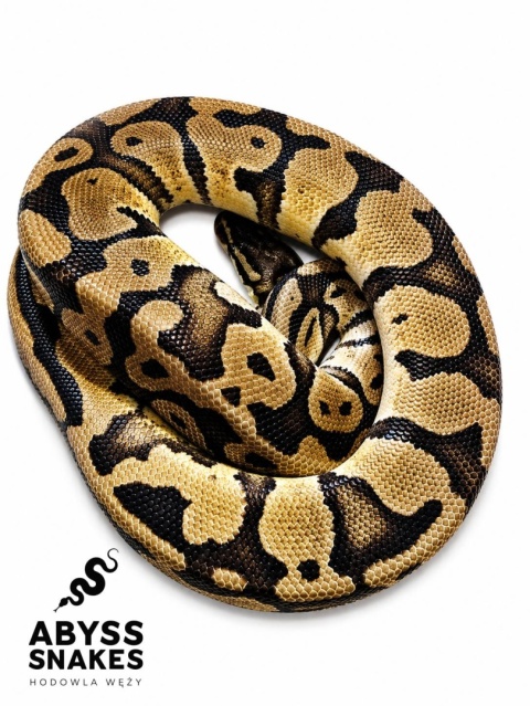 1.0 Pastel het Desert Ghost het Piebald