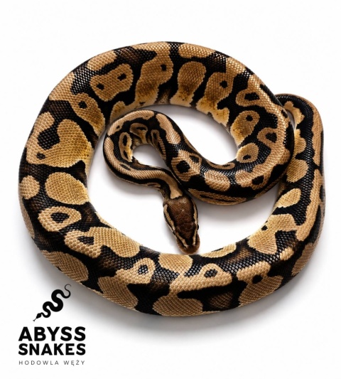 1.0 Pastel het Desert Ghost het Piebald